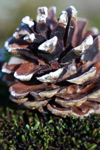 Maine State Flower - White Pinecone and Tassel Journal