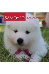 Samoyed Calendar 2017