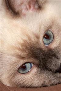Such a Sweet Face! Darling Ragdoll Kitten Up Close Pet Journal