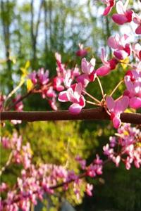 Journal Springtime Beautiful Nature