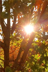 2020 Weekly Planner Sunrise Through Autumn Colored Tree 134 Pages