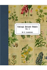 Vintage Botany Prints