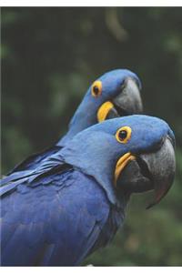 2019 Appointment Calendar: 2019 Daily Planner Goal Planner Blue Parrots