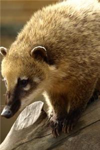 A Coati Climbing Down Journal