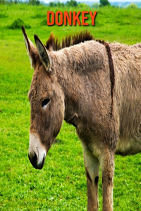 Donkey