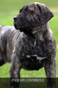 Presa Canario