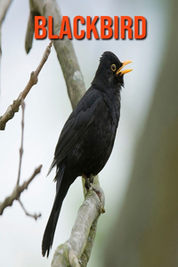 Blackbird: Super Fun Facts And Amazing Pictures