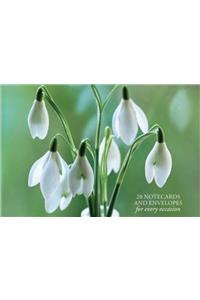 Card Box of 20 Notecards and Envelopes: Snowdrop