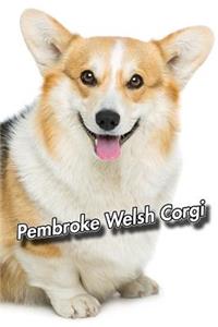 Pembroke Welsh Corgi