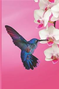 Hummingbird Journal