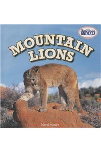 Mountain Lions