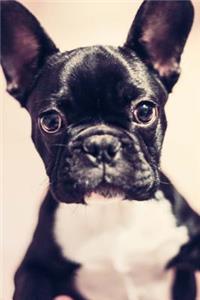 Boston Terrier Journal: Journal / Lined Notebook / Diary