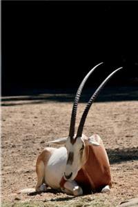Scimitar Oryx Antelope Journal