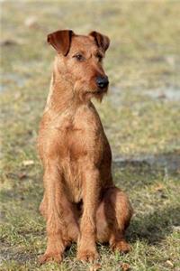 Irish Terrier