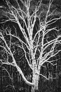 White Birch Tree Artistic Black White Photo Journal
