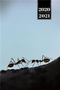 Ant Insect Myrmecology Week Planner Weekly Organizer Calendar 2020 / 2021 - Lovely Couple
