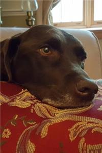 2020 Weekly Planner Cholcoate Lab Dog Labrador Retriever Rests Pillow 134 Pages