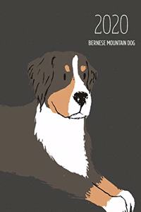 2020 Bernese Mountain Dog