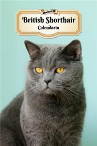 2020 British Shorthair Calendario