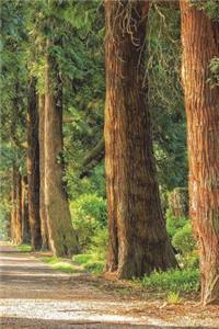 Trees In The Forest