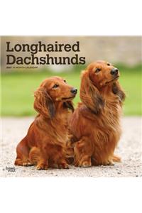 Dachshunds, Longhaired 2021 Square