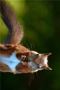 Squirrel Holding a Nut Journal