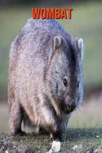 Wombat