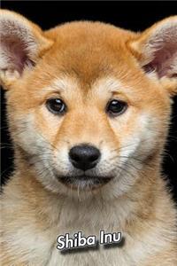 Shiba Inu