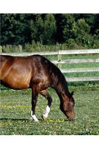 Horse Photo School Composition Book Equine Grazing Bay with White Socks