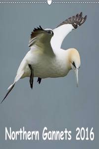 Northern Gannets (UK-Version) 2016