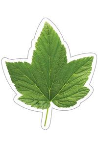 Woodland Whimsy Green Leaf Cutouts
