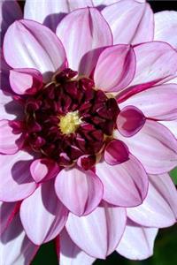 Close Up of a Purple Dahlia Flower Journal