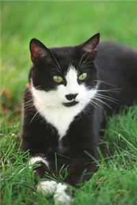 Beautiful Black and White Tuxedo Cat Journal