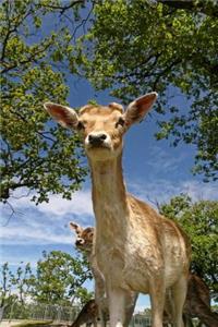 Roe Deer at the Park Journal