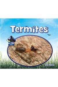 Termites