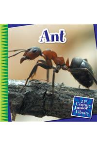 Ant