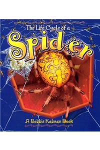 The Life Cycle of the Spider