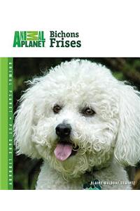 Bichons Frises