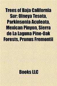 Trees of Baja California Sur