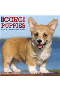 Just Corgi Puppies 2019 Wall Calendar (Dog Breed Calendar)