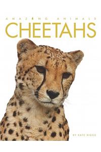 Cheetahs