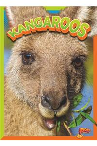 Kangaroos