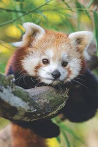 Red Panda - Lined Notebook