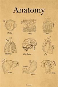 Anatomy Notebook