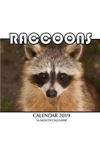 Raccoons Calendar 2019