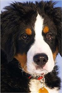 Bernese Mountain Dog