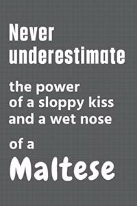 Never underestimate the power of a sloppy kiss and a wet nose of a Maltese