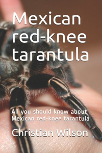 Mexican red-knee tarantula