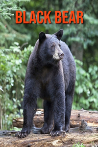 Black Bear