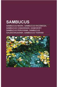Sambucus